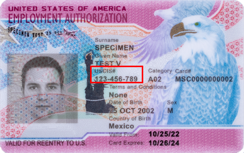 employment authorization document with alien registration number highlighted under "USCIS number"